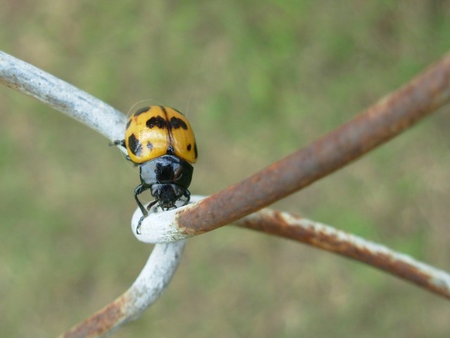 Ladybug on Honeyvine Milkweed 03